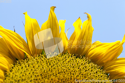 Image of Yellow sunflower, close-up