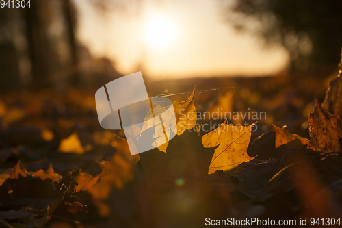 Image of Sunset, autumn