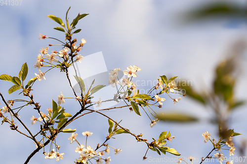 Image of flowers, close up