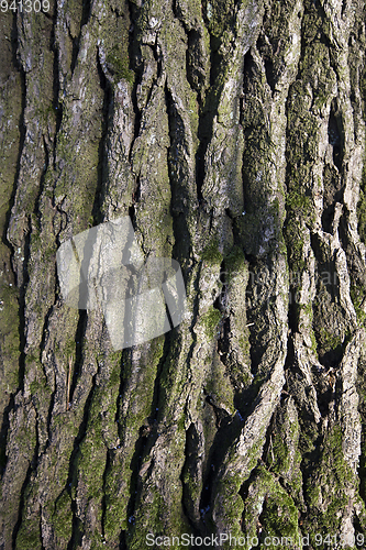 Image of bark on the trunk of pine tree