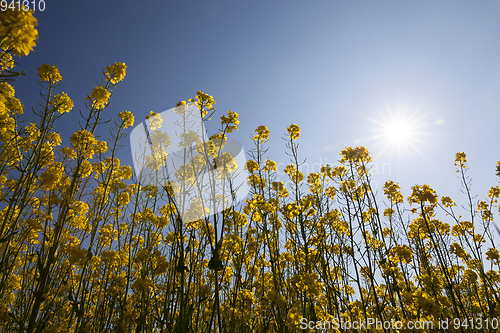 Image of rapeseed field.