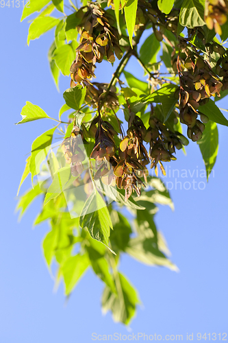 Image of maple flowers