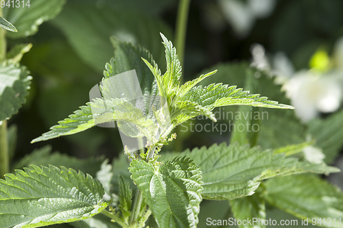 Image of Green nettle, summer