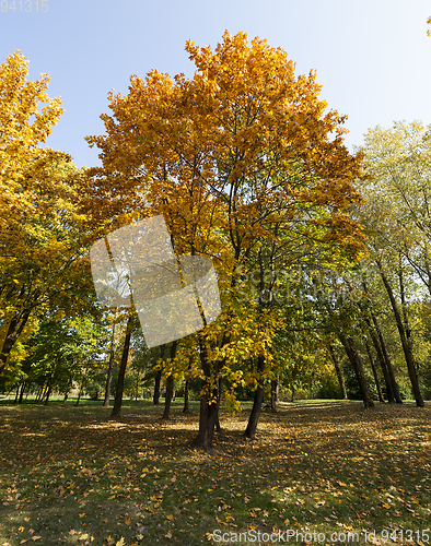 Image of Yellow maple foliage