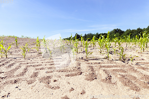 Image of traces on the soil