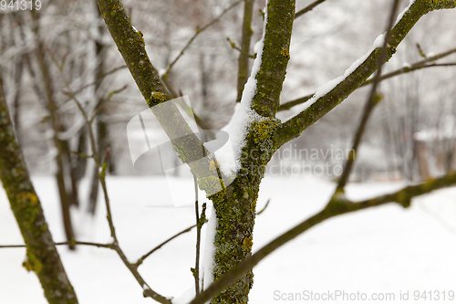 Image of trees under snow