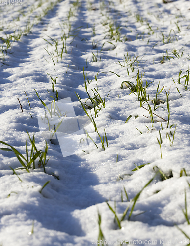 Image of wheat sprouts in the snow
