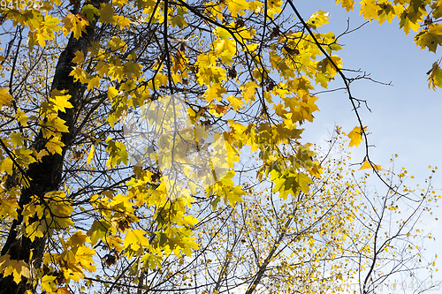 Image of Yellow maple foliage