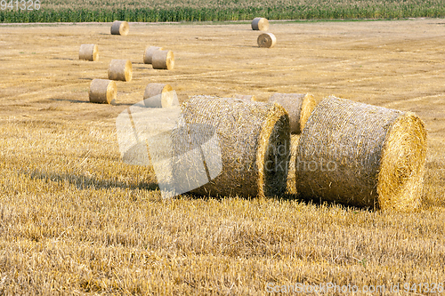 Image of Gold wheat field and blue sky