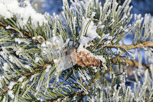 Image of tree with frost