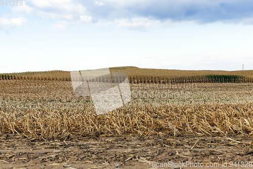 Image of agricultural field, cereals