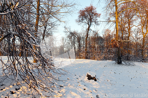 Image of Trees in the winter park in the sunshine