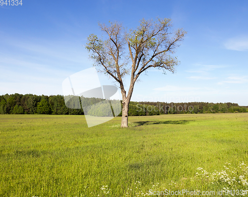 Image of Tree in the field