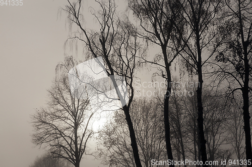 Image of Trees without leaves in the fog