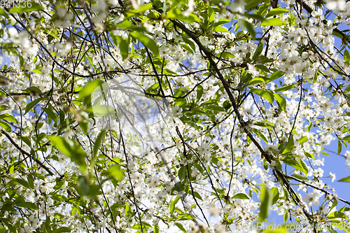 Image of white flowers cherry