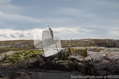 Image of seagull bird sitting on rock on island