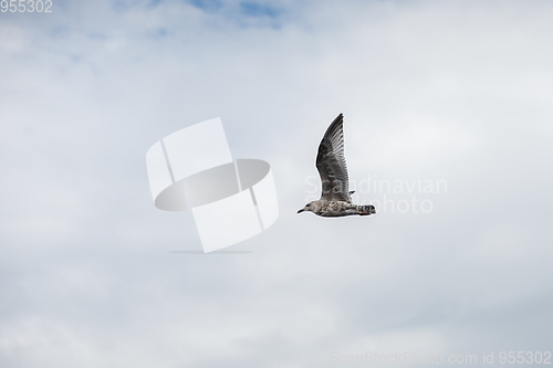 Image of seagull flying in the sky