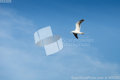 Image of seagull flying in the sky