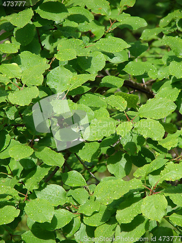 Image of Birch leaves background