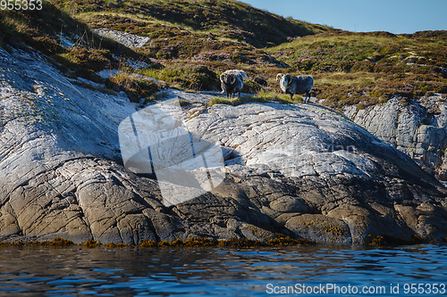 Image of Beautiful view on island with rams