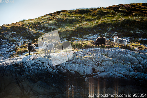 Image of Beautiful view on island with rams