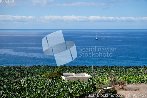 Image of view on banana plantation