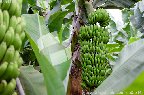 Image of banana trees on Canarian island