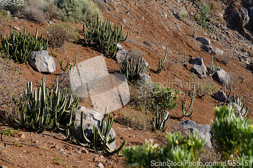 Image of cactus plants on tenerife island