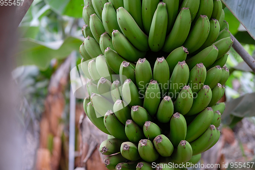 Image of banana trees on Canarian island