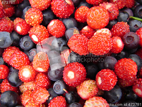 Image of Forest berries