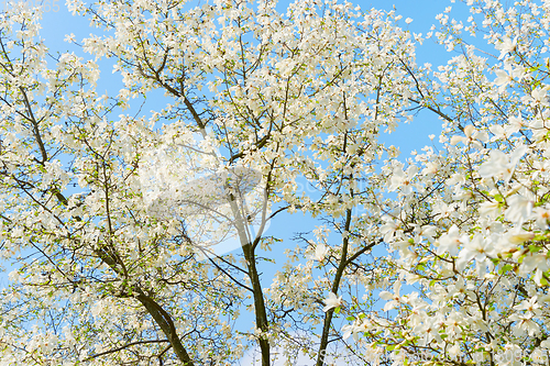 Image of White blossom magnolia tree flowers