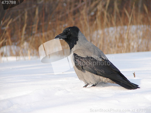 Image of Raven sits on snow