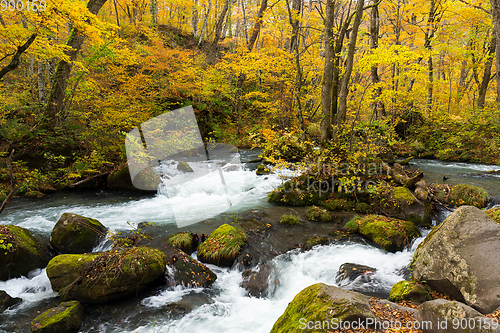 Image of Oirase Mountain Stream in autumn