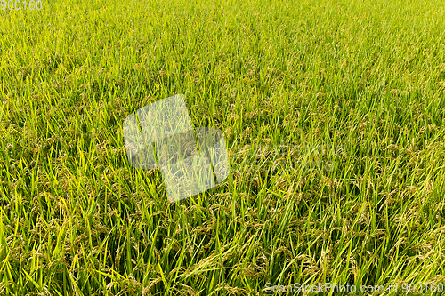 Image of Rice field background