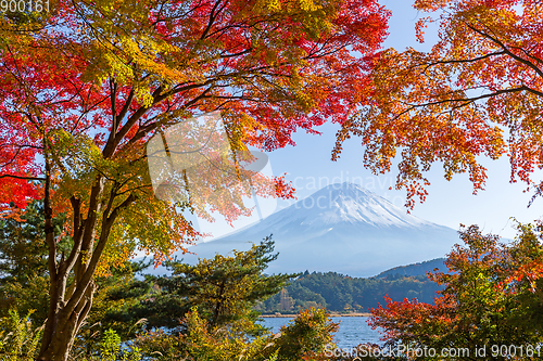 Image of Maple tree and mount fuji