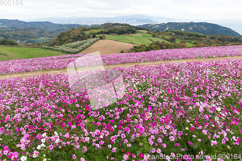 Image of Pink Cosmos flower