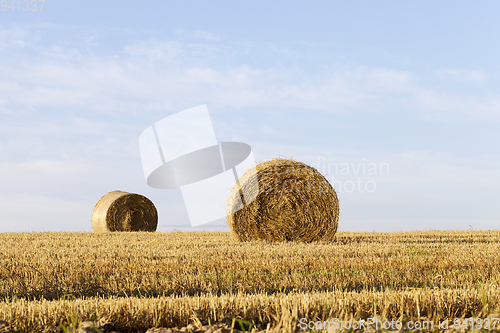 Image of Hay bale