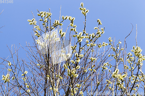 Image of willow flowers