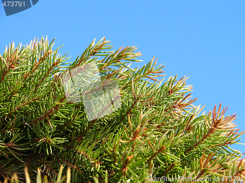 Image of Fur-tree Branches on sky background