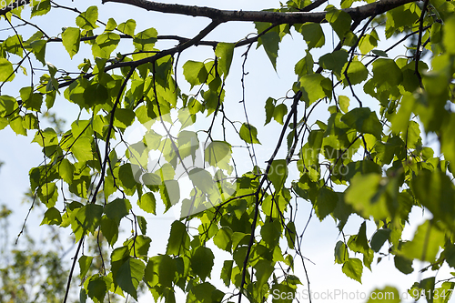 Image of Spring background