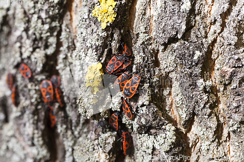 Image of hiding insects, close-up