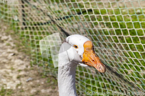 Image of Geese in the zoo