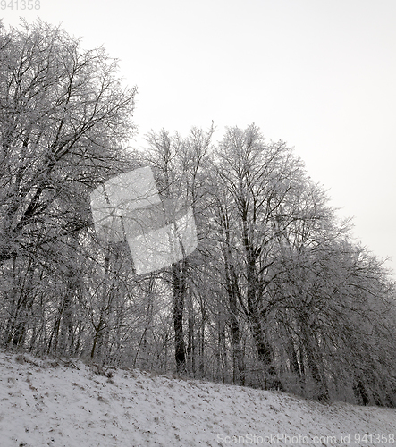 Image of Photographed winter forest