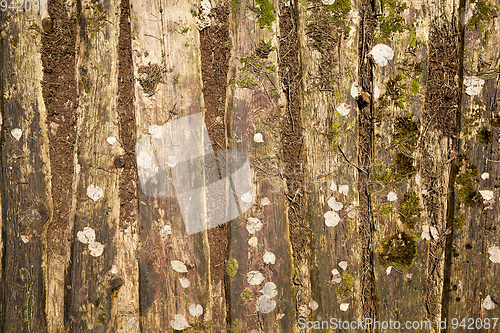 Image of Beautiful wooden texture