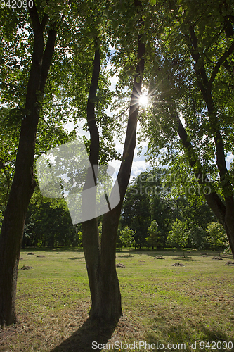 Image of trees in the park