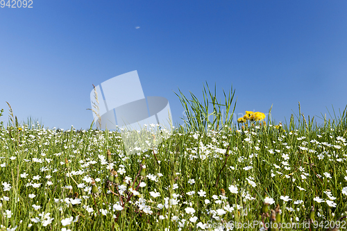 Image of wild flowers in May