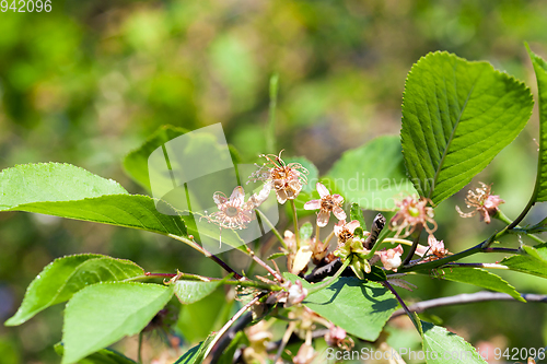 Image of cherry flowers