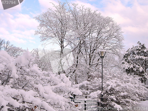 Image of Winter in City Park