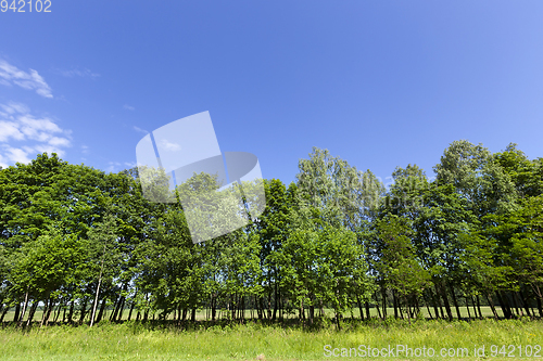 Image of Trees in Spring