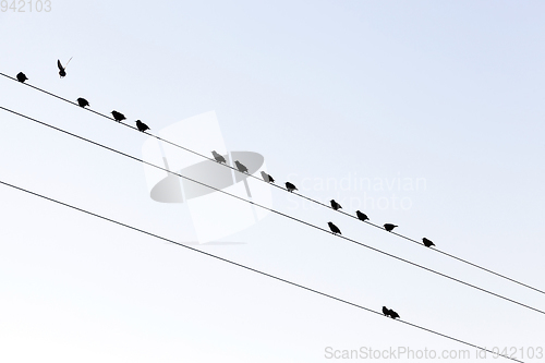 Image of a few birds on the lines of high-voltage poles